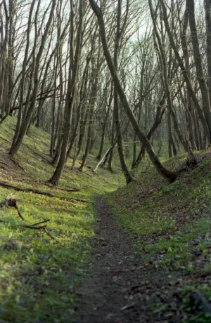 Forest Path