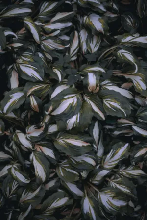 Variegated Leaves