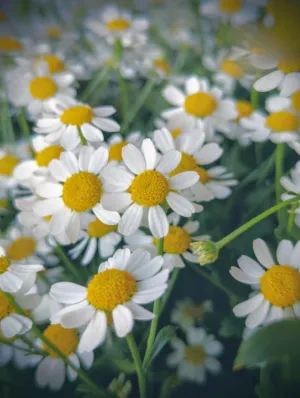 White Daisies