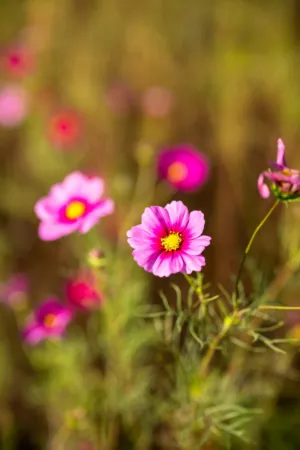 Pink Cosmos Flowers