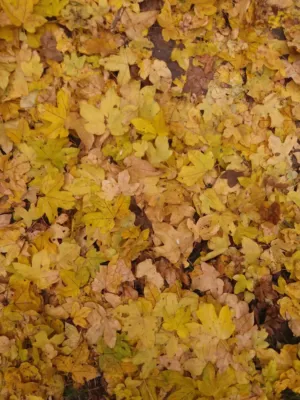 Autumn Leaves