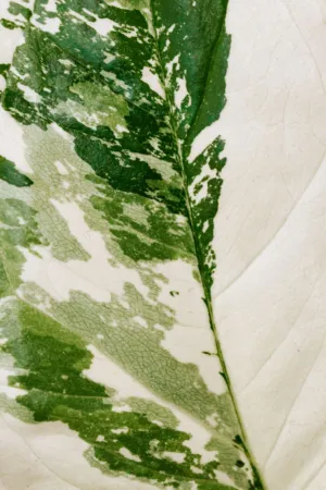 Green Leaf Close-Up