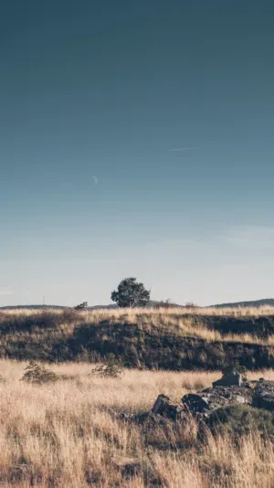 Desert Landscape