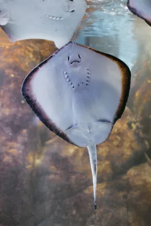 Ray Fish