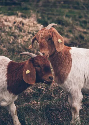 Two Goats In A Field