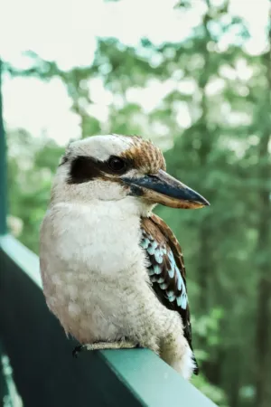 Laughing Kookaburra