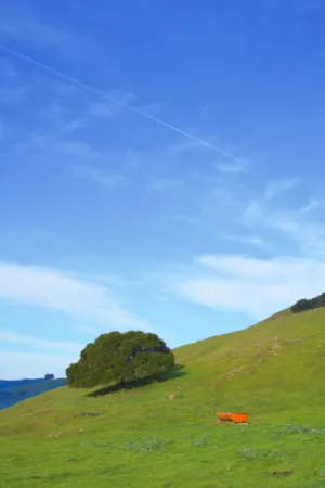 Green Hill With Tree And Orange Object