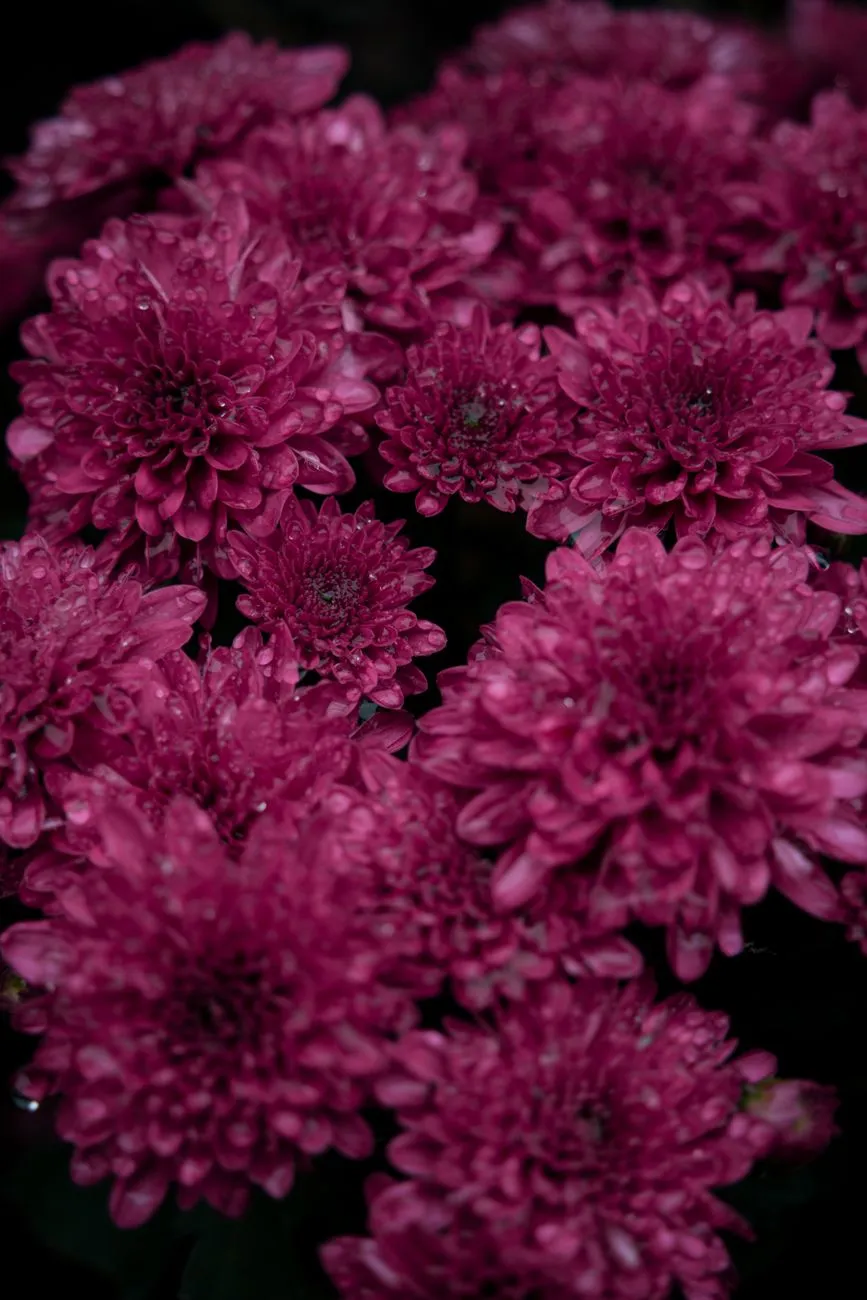 Purple Chrysanthemums