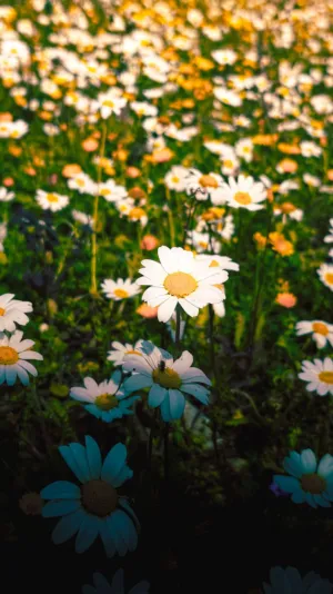 Field Of Daisies