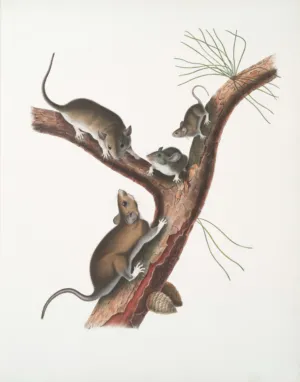 Mice On A Tree Branch