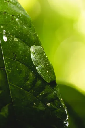 Green Frog On Leaf