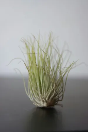 Air Plant