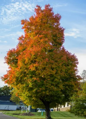 Autumn Tree