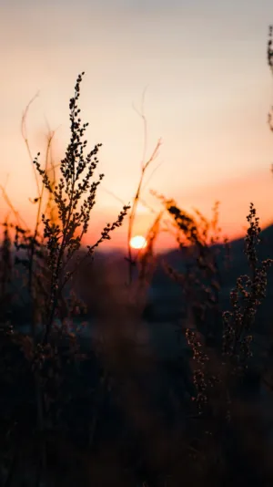 Sunset Silhouette