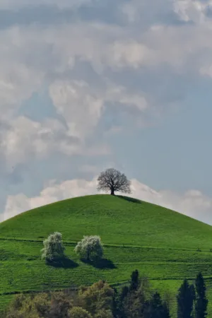 Solitary Tree On A Hill
