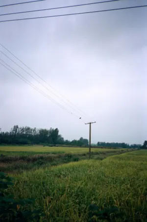 Rural Landscape With Power Lines