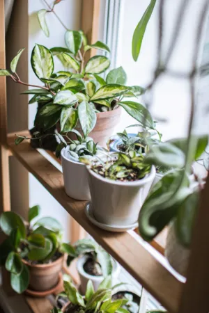 Indoor Plant Collection