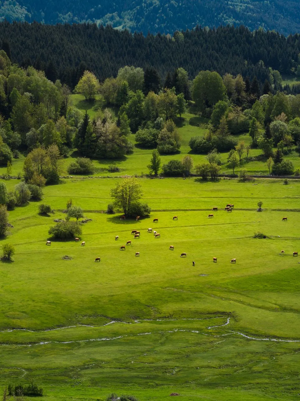 Green Pastures