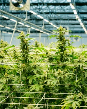 Greenhouse Cannabis Farm