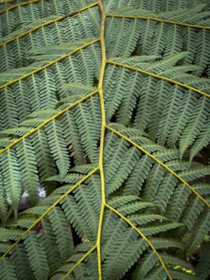 Fern Fronds