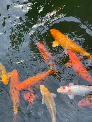 Colorful Koi Fish In A Pond