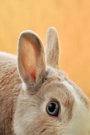 Rabbit Close-Up