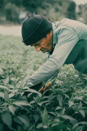 Farmer In Field