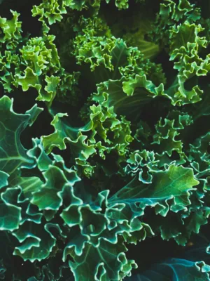 Green Kale Leaves