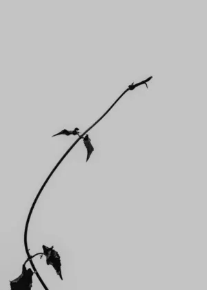 Minimalist Plant