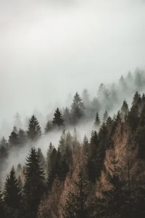 Misty Forest