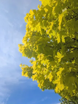 Golden Leaves Against Blue Sky