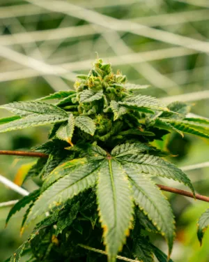 Cannabis Bud