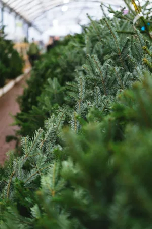 Christmas Tree Farm
