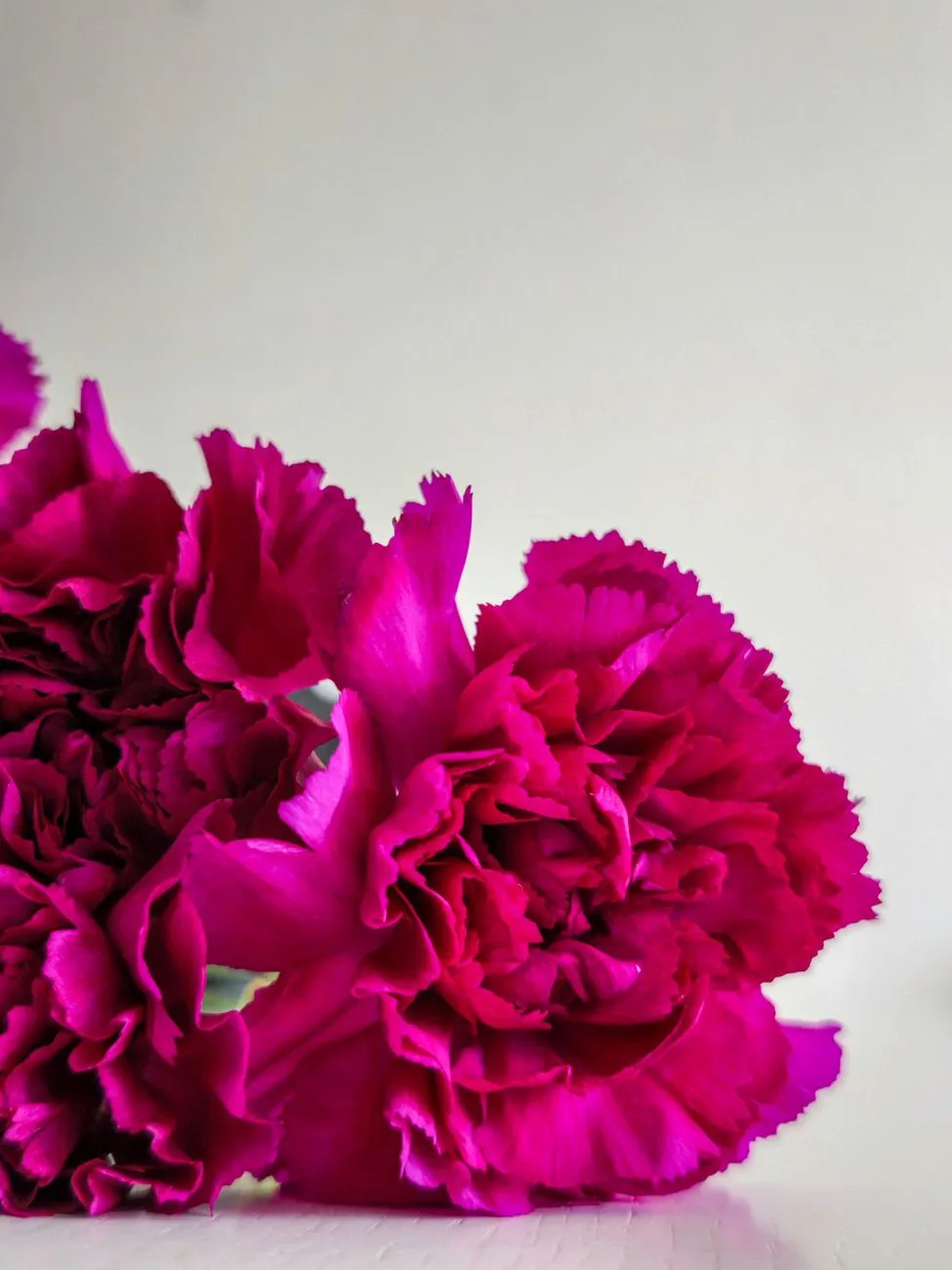 Pink Carnations