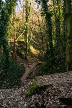 Forest Path