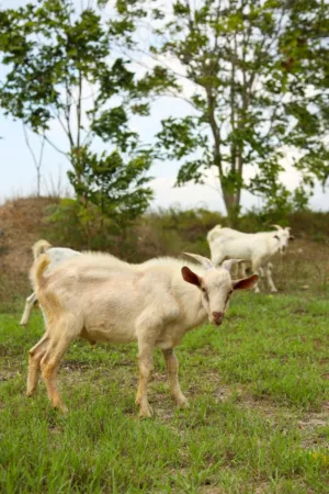 Goats In A Field
