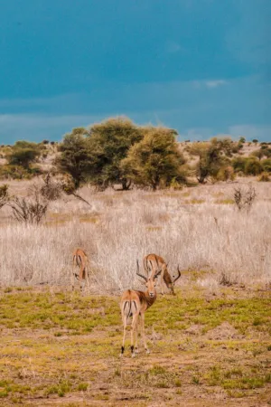 African Savanna