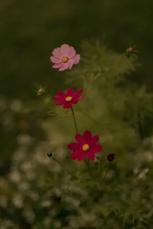 Floral Delight