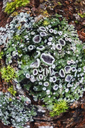 Lichen On Tree Trunk