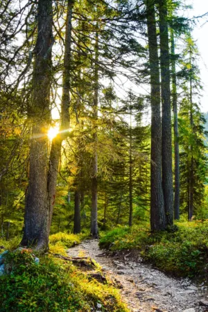Sunlit Forest Path