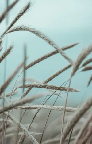 Wheat Field