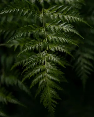 Green Fern Fronds