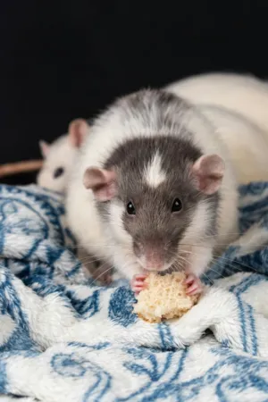 Rats Eating Bread