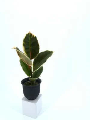 Indoor Plant