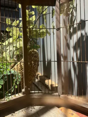 Rustic Cage With Greenery