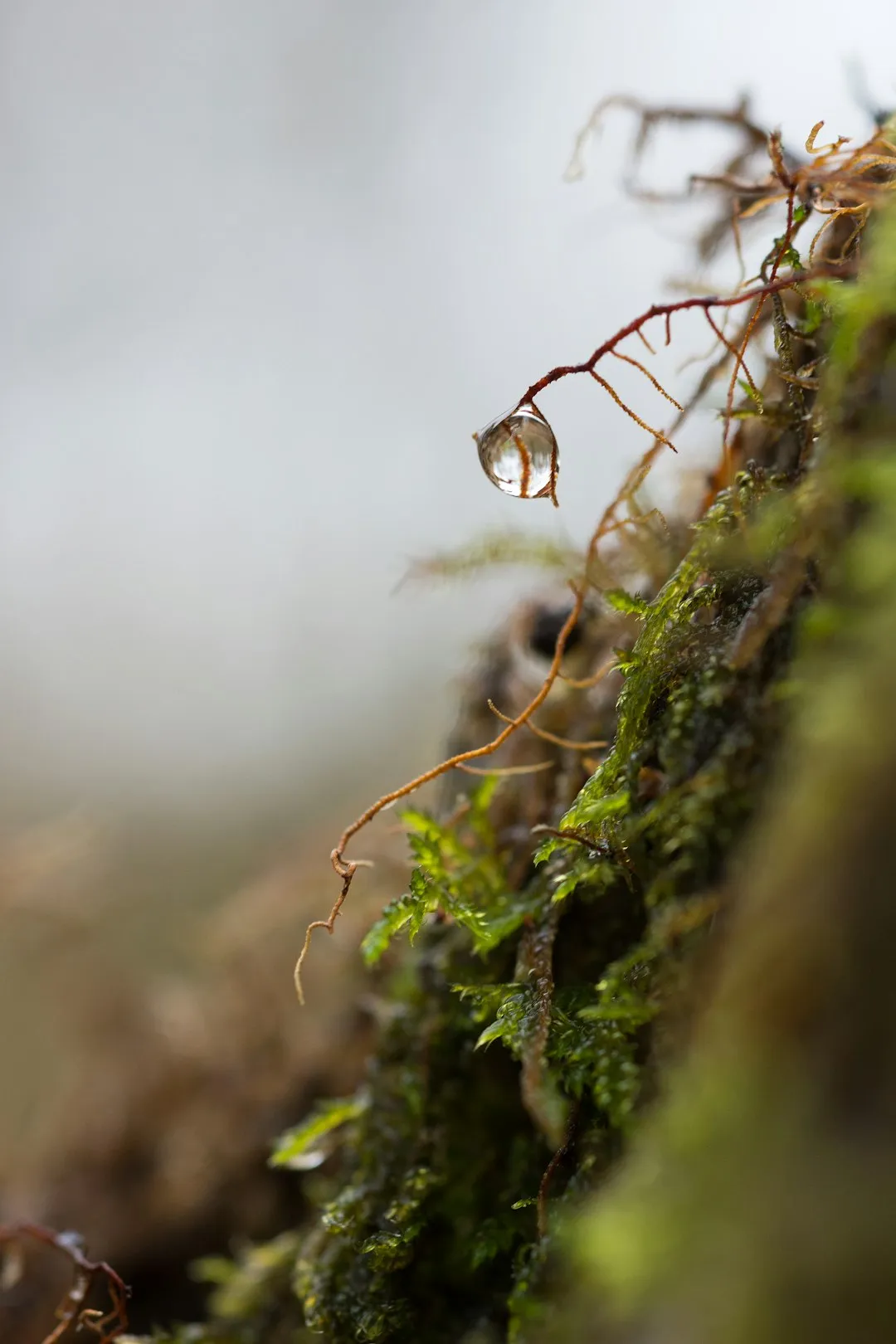 Moss And Dew Drop
