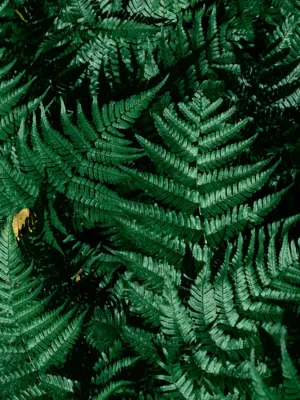 Green Ferns