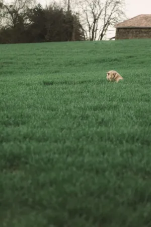 Lonely Dog In A Field