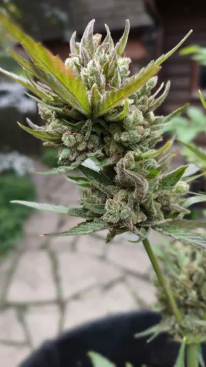 Cannabis Bud