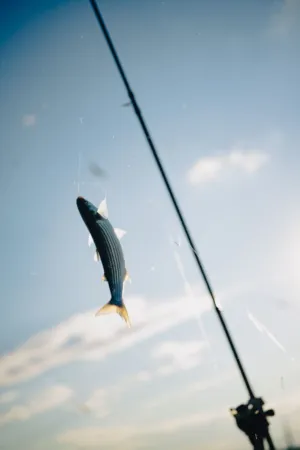 Fishing Catch